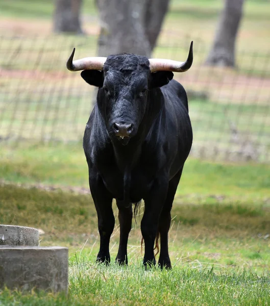 Stier Spanje Het Groene Veld Met Grote Hoorns — Stockfoto