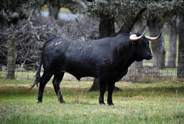 Taureau Espagne Dans Champ Vert Avec Grandes Cornes — Photo