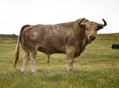 İspanya güçlü boğa