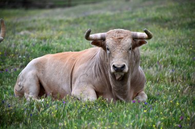 İspanya güçlü boğa