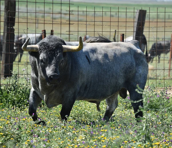 スペインの強い雄牛 — ストック写真