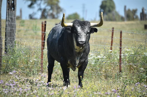 Starker Bulle Spanien — Stockfoto