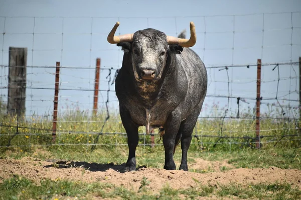 Ισχυρή Bull Στην Ισπανία — Φωτογραφία Αρχείου