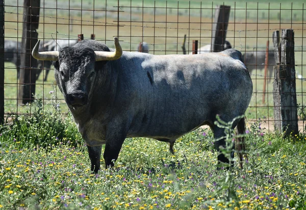 Toro Fuerte España — Foto de Stock