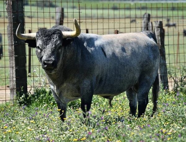 Erős Bika Spanyolország — Stock Fotó