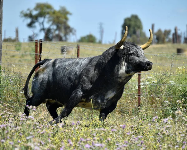 Starker Bulle Spanien — Stockfoto