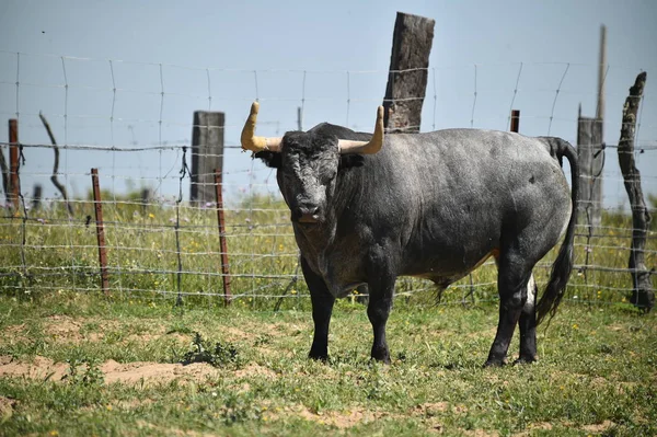 Ισχυρή Bull Στην Ισπανία — Φωτογραφία Αρχείου