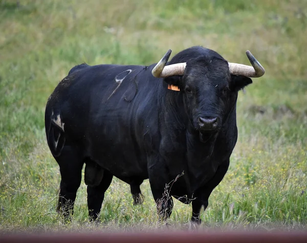 Toro Fuerte España — Foto de Stock