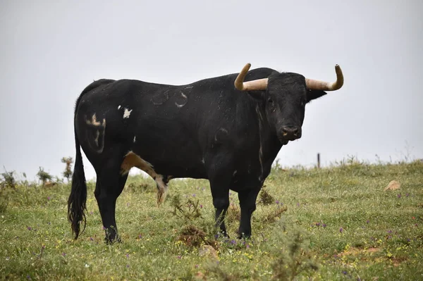 Toro Fuerte España —  Fotos de Stock