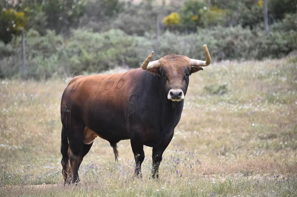 Toro Fuerte España —  Fotos de Stock