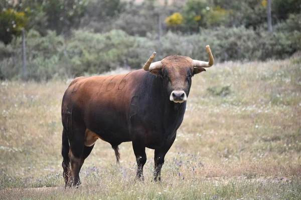 Erős Bika Spanyolország — Stock Fotó