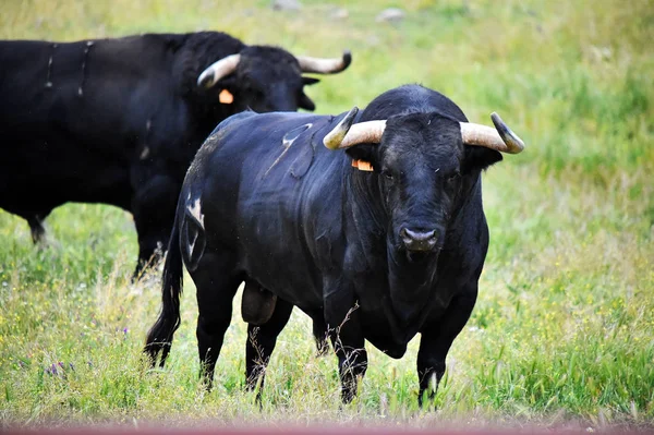 Ισχυρή Bull Στην Ισπανία — Φωτογραφία Αρχείου