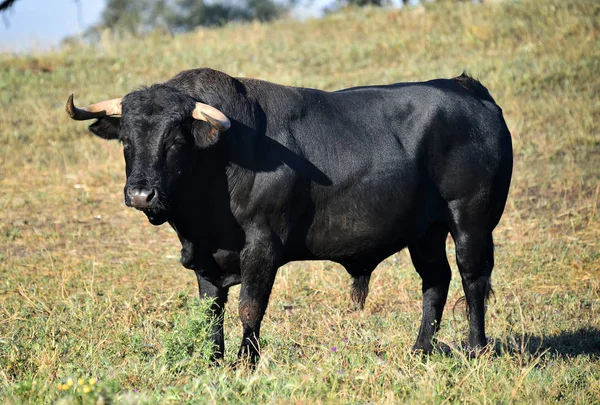 Ισχυρή Bull Στην Ισπανία — Φωτογραφία Αρχείου