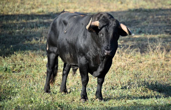 Toro Fuerte España — Foto de Stock