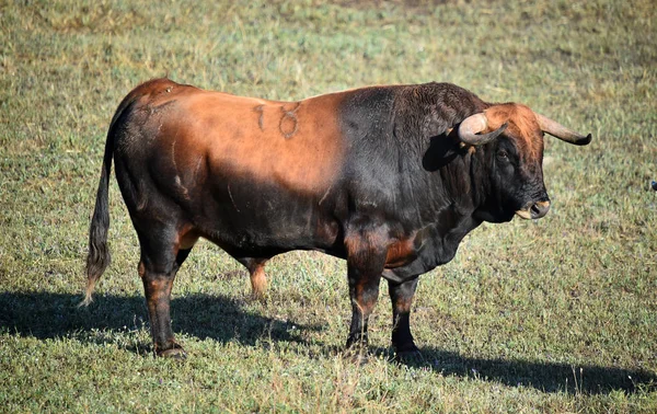 Stark Tjur Spanien — Stockfoto