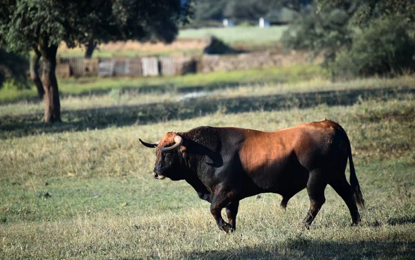 强大的公牛在西班牙 — 图库照片