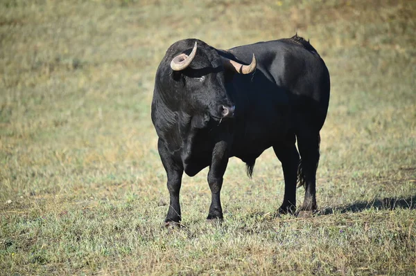 Ισχυρή Bull Στην Ισπανία — Φωτογραφία Αρχείου