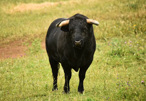 Ισχυρή Bull Στην Ισπανία — Φωτογραφία Αρχείου