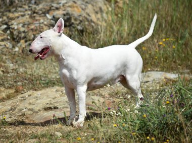 yeşil alanda boğa terrier