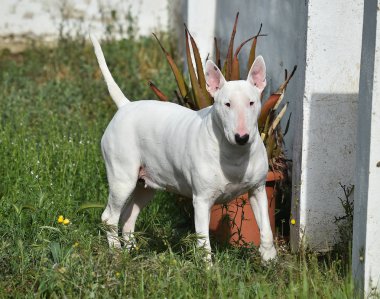 yeşil alanda boğa terrier