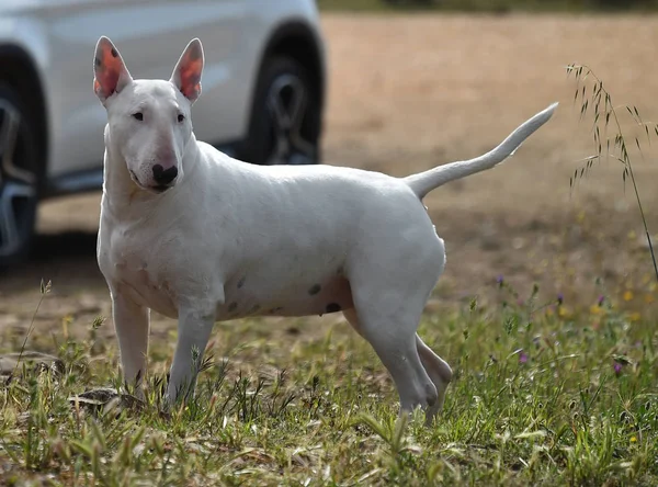 Bull Terrier Campo Verde — Foto de Stock