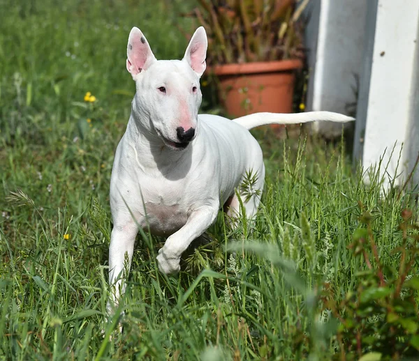 Taureau Terrier Dans Champ Vert — Photo