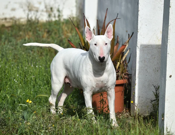 Bull Terrier Campo Verde — Foto de Stock