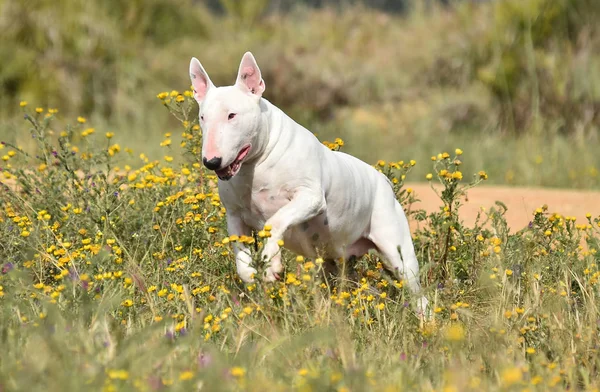 Bull Terrier Zielonym Polu — Zdjęcie stockowe