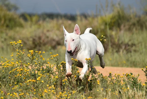 Bull Terrier Campo Verde — Foto de Stock