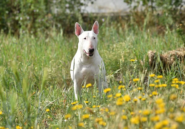 Bull Terrier Zielonym Polu — Zdjęcie stockowe