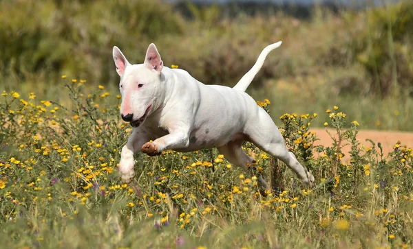 Bull Terrier Zielonym Polu — Zdjęcie stockowe