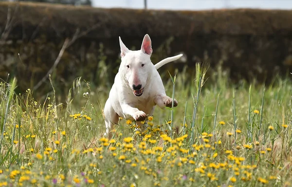 Bull Terrier Campo Verde — Foto de Stock