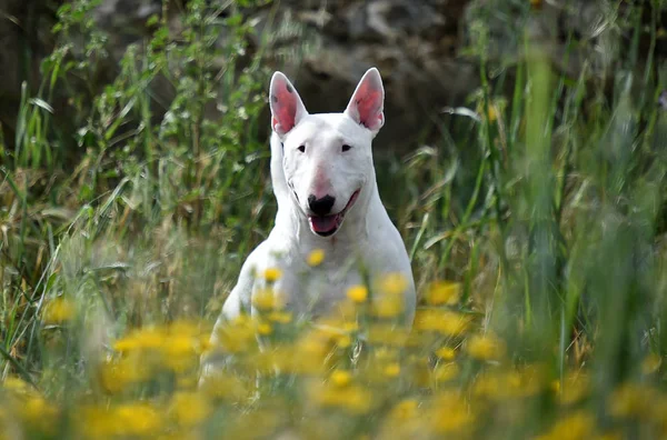 Býčí Teriér Zeleném Poli — Stock fotografie