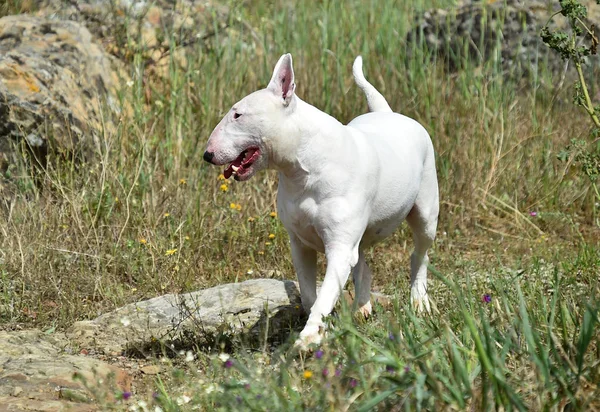 Taureau Terrier Dans Champ Vert — Photo