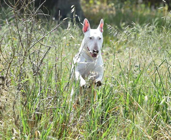 Terrier Touro Campo Verde — Fotografia de Stock