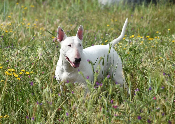 Bull Terrier Zielonym Polu — Zdjęcie stockowe