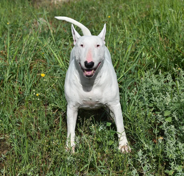 Taureau Terrier Dans Champ Vert — Photo