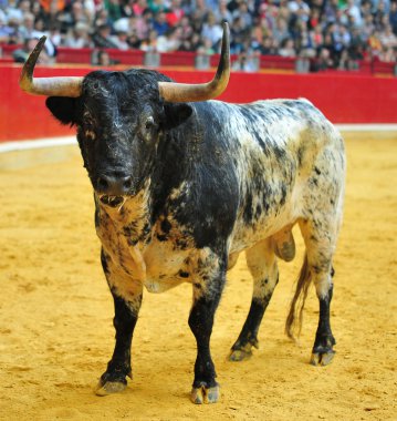 İspanya İspanyol mücadele boğa