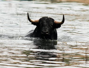 İspanya İspanyol mücadele boğa