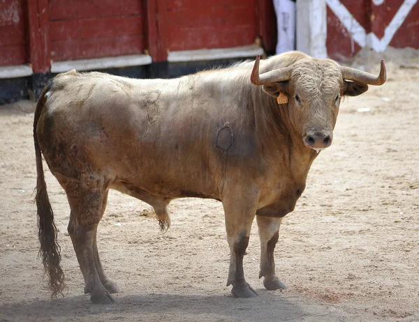 スペインでスペイン語牛 — ストック写真