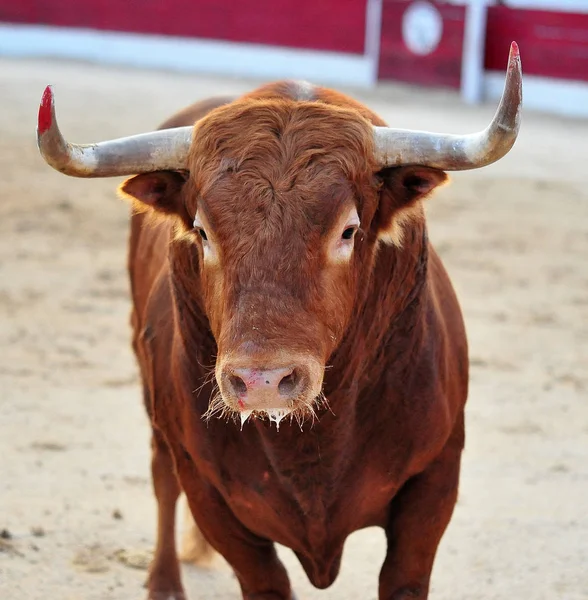 Spanyol Harci Bika Spanyolország — Stock Fotó