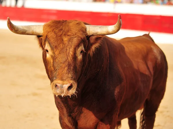 Spanish Fighting Bull Spain — Stock Photo, Image