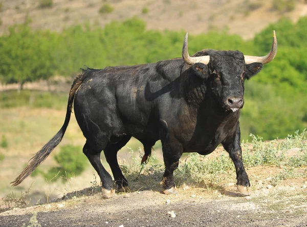 Espanhol Touro Lutando Espanha — Fotografia de Stock