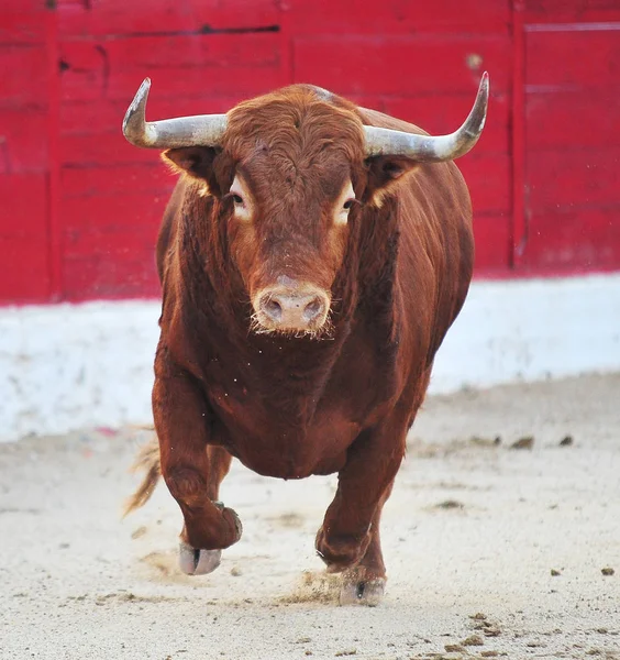 Spaanse Stier Spanje — Stockfoto