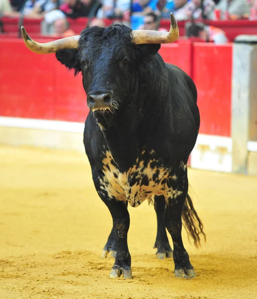 Espanhol Touro Lutando Espanha — Fotografia de Stock