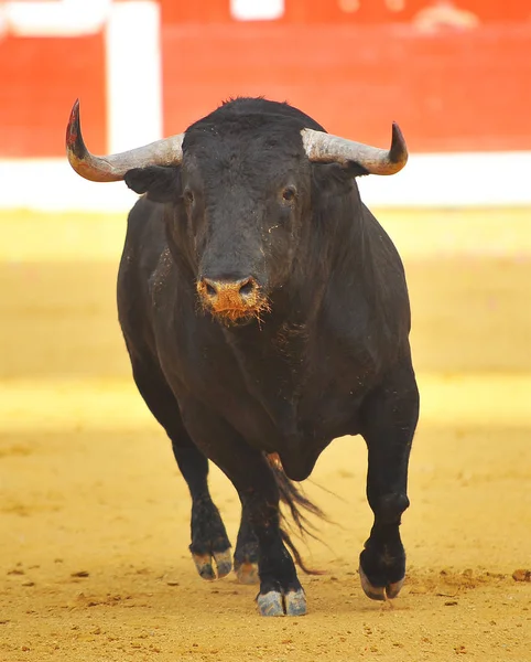 Espanhol Touro Lutando Espanha — Fotografia de Stock