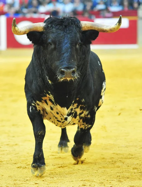スペインでスペイン語牛 — ストック写真