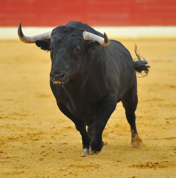 Espanhol Touro Lutando Espanha — Fotografia de Stock