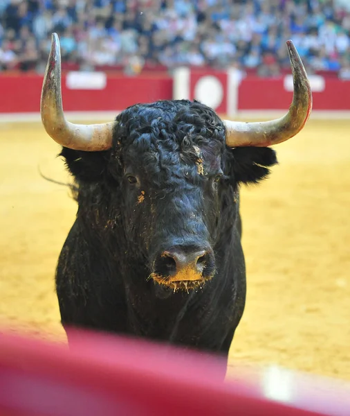 Toro Combate Español España —  Fotos de Stock