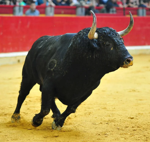 Espanhol Touro Lutando Espanha — Fotografia de Stock